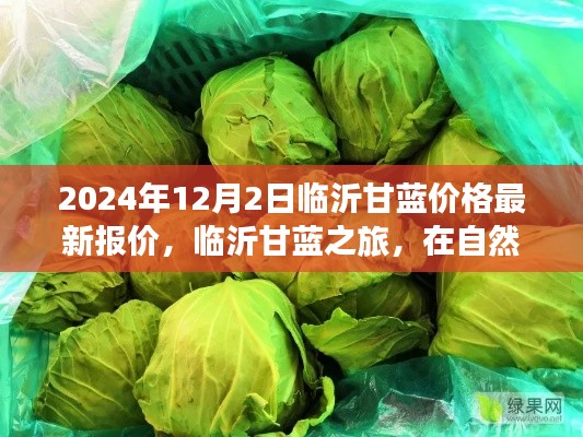 临沂甘蓝之旅,最新价格与自然的怀抱中的心灵宁静与微笑