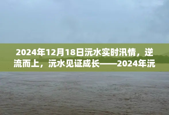 逆流而上,见证成长,2024年沅水汛情下的励志之旅
