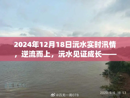 逆流而上,见证成长,2024年沅水汛情下的励志之旅