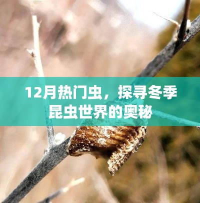 冬季昆虫探秘,揭秘十二月热门虫奥秘