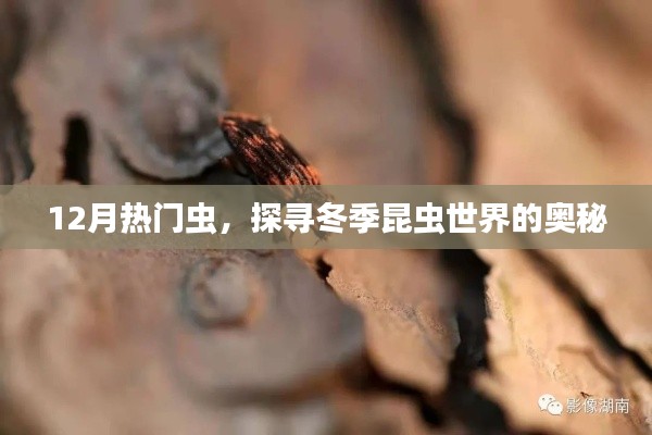 冬季昆虫探秘,揭秘十二月热门虫奥秘
