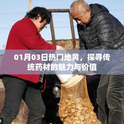 探寻传统药材地黄魅力与价值,热门药材解析