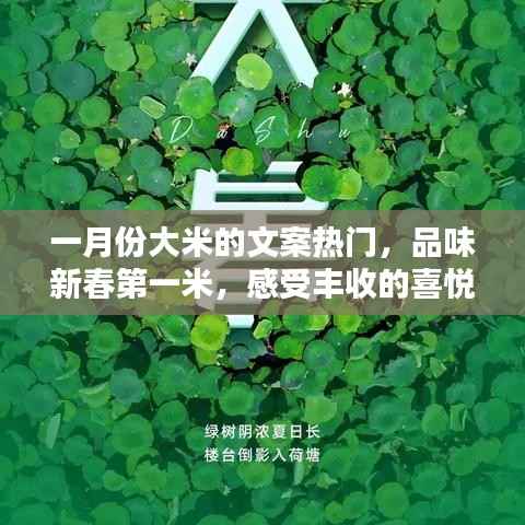 新春第一米，品味丰收喜悦，一月份大米文案精选