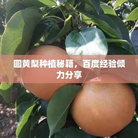 圆黄梨种植秘籍，百度经验倾力分享
