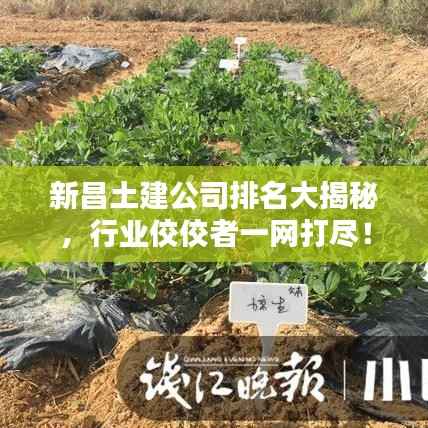 新昌土建公司排名大揭秘,行业佼佼者一网打尽!