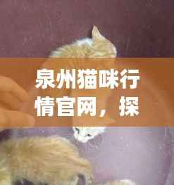 泉州猫咪行情官网,探索猫咪市场的最新动态