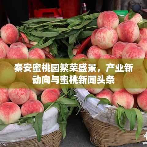 秦安蜜桃园繁荣盛景,产业新动向与蜜桃新闻头条