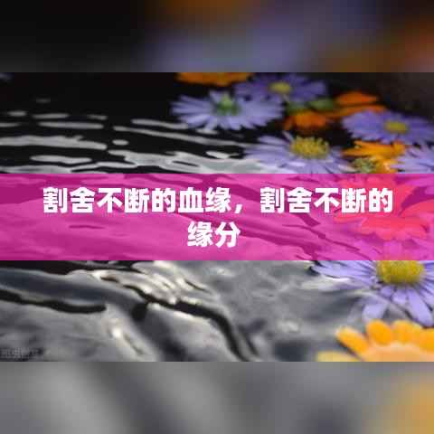 割舍不断的血缘,割舍不断的缘分