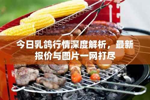 今日乳鸽行情深度解析,最新报价与图片一网打尽