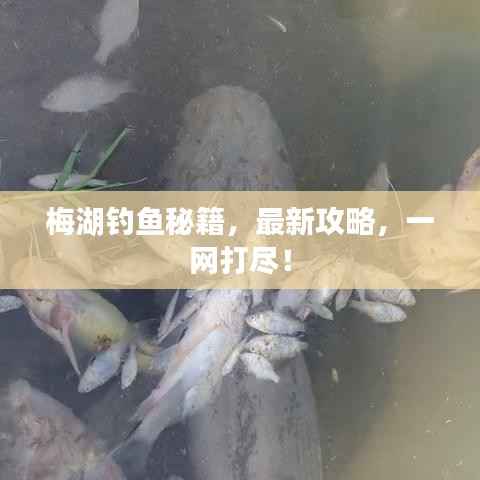 梅湖钓鱼秘籍,最新攻略,一网打尽!
