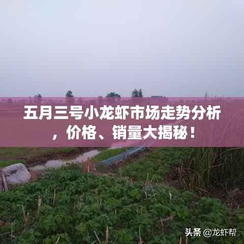 五月三号小龙虾市场走势分析,价格、销量大揭秘!