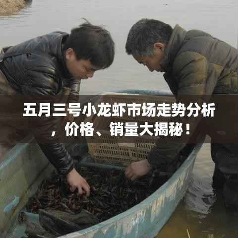 五月三号小龙虾市场走势分析,价格、销量大揭秘!