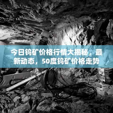 今日钨矿价格行情大揭秘,最新动态,50度钨矿价格走势分析